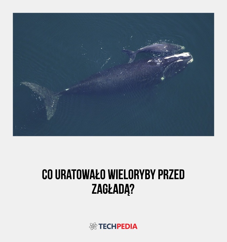Co uratowało wieloryby przed zagładą?