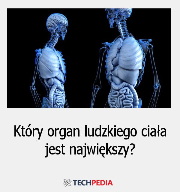 Który organ ludzkiego ciała jest największy?