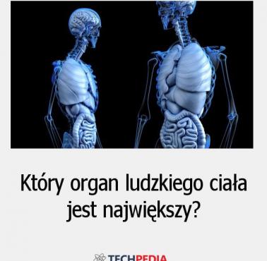 Który organ ludzkiego ciała jest największy?