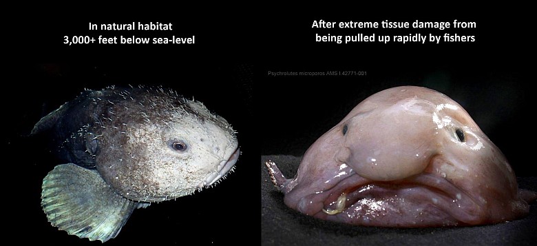 Blowfish (Fugu) po wyciągnięciu z wody (z prawej) i w naturalnym środowisku