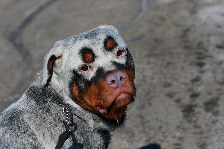 Rottweiler z bielactwem
