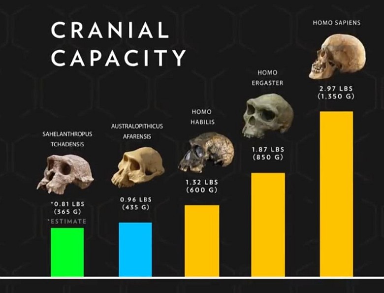 Ewolucja pojemności czaszki Homininów (National Geographic)