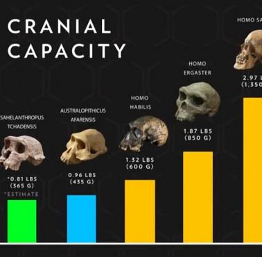 Ewolucja pojemności czaszki Homininów (National Geographic)