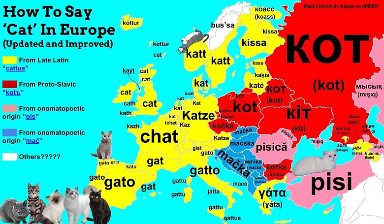 Słowo kot w różnych europejskich językach