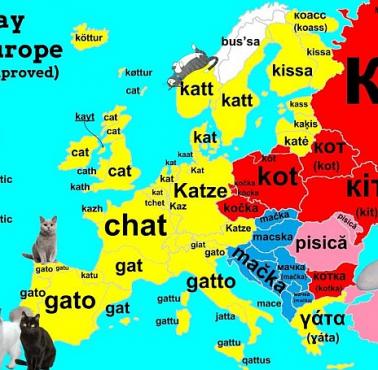 Słowo "kot" w różnych europejskich językach