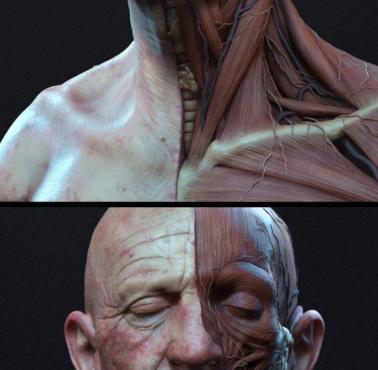 Anatomia twarzy