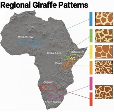 Wzory żyraf w zależności od regionu
