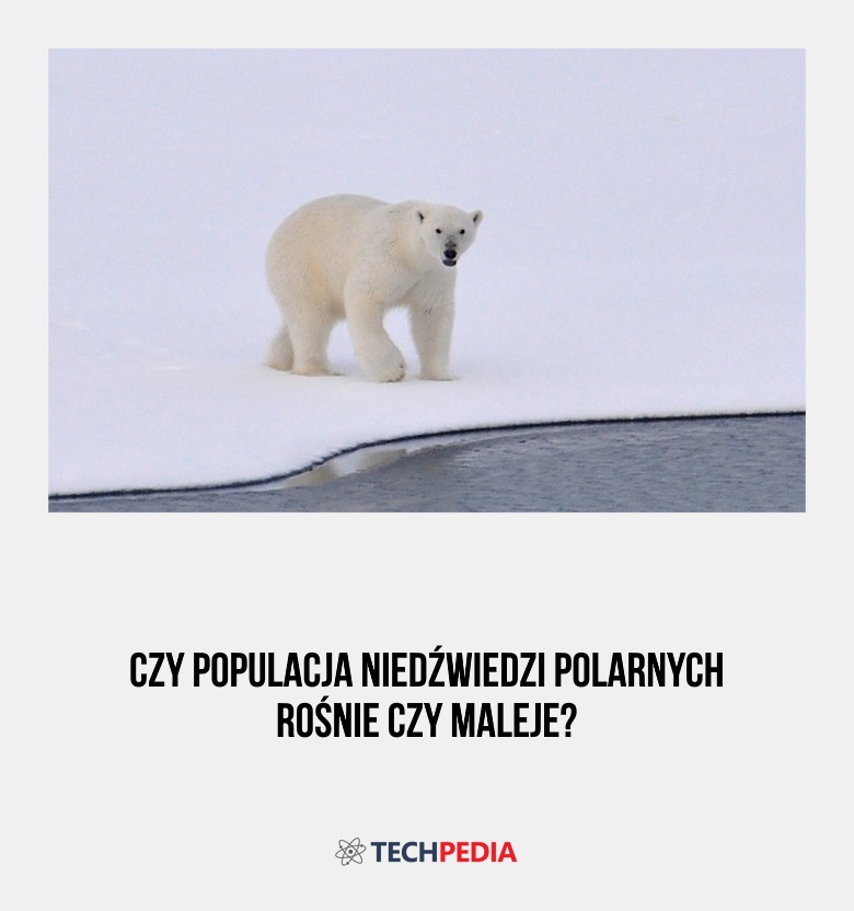 Czy populacja niedźwiedzi polarnych rośnie czy maleje?