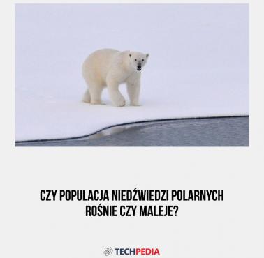 Czy populacja niedźwiedzi polarnych rośnie czy maleje?