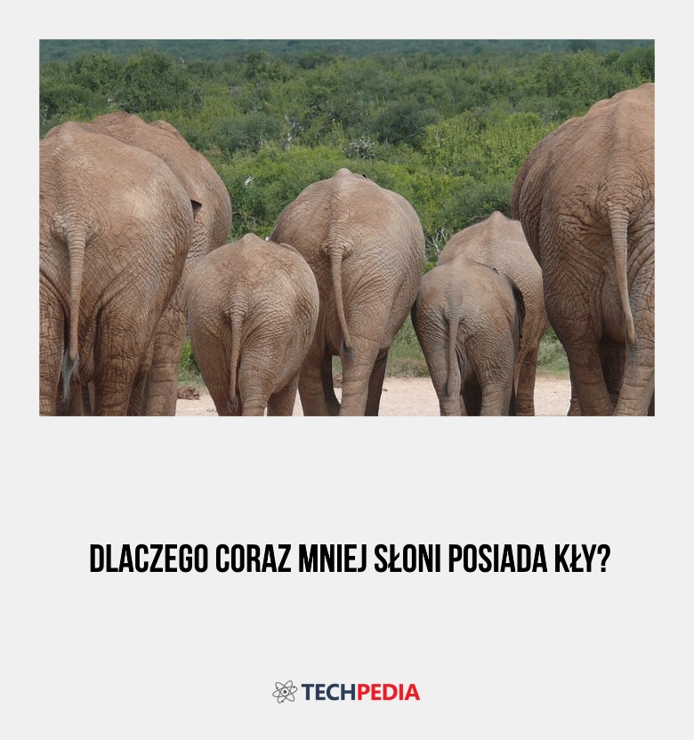 Dlaczego coraz mniej słoni posiada kły?