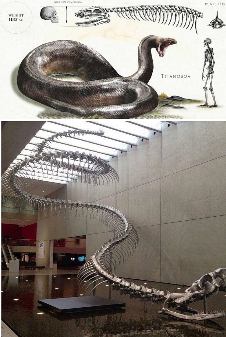Titanoboa – rodzaj olbrzymiego węża (do 15 metrów) żyjącego na terenach obecnej Ameryki Południowej