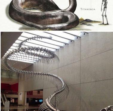 Titanoboa – rodzaj olbrzymiego węża (do 15 metrów) żyjącego na terenach obecnej Ameryki Południowej