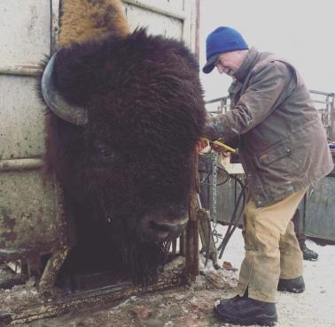 Oznaczanie i badania krwi żubra, którego waga wynosi ok. 1360 kg