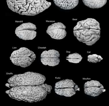 Ludzki mózg w porównaniu do różnych zwierząt
