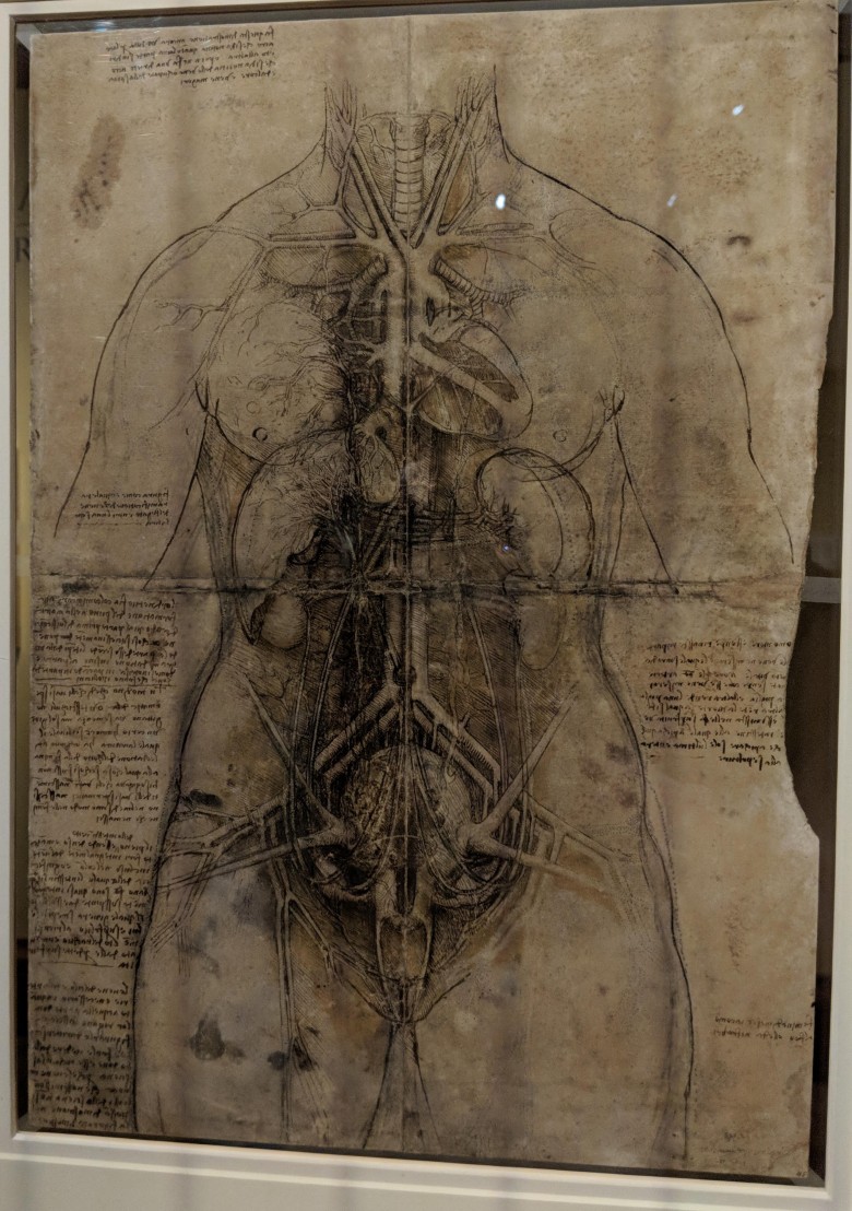 Rysunek Leonarda da Vinci, który przedstawia kobiece organy wewnętrzne