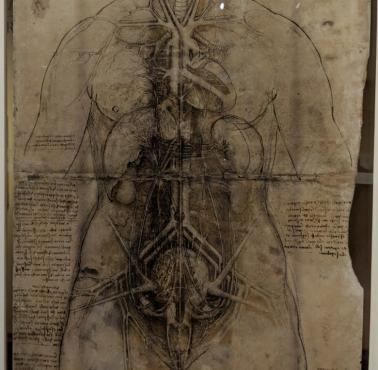 Rysunek Leonarda da Vinci, który przedstawia kobiece organy wewnętrzne