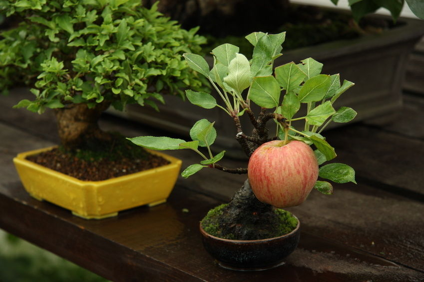 Drzewko bonsai z naturalnych rozmiarów jabłkiem