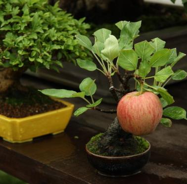 Drzewko bonsai z naturalnych rozmiarów jabłkiem