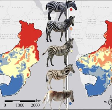 Wzory zebr w zależności od regionu