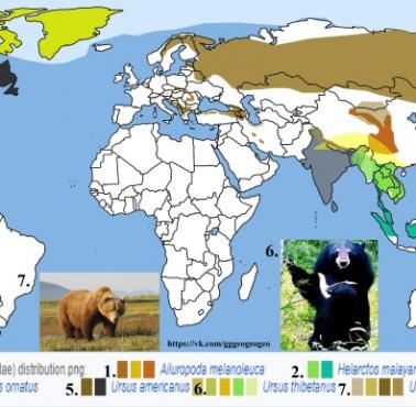 Mapa występowania różnych gatunków niedźwiedzi (Ursidae)