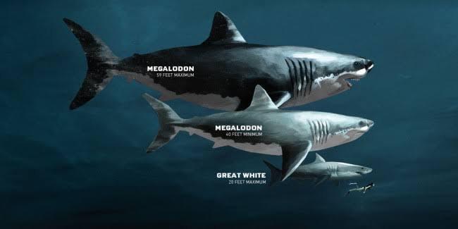 Prehistoryczny rekin - Megalodon