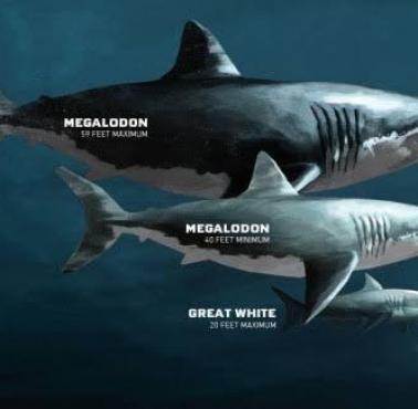 Prehistoryczny rekin - Megalodon