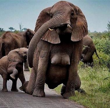 Słonie mają duże piersi