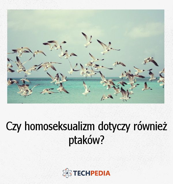 Czy homoseksualizm dotyczy również ptaków?