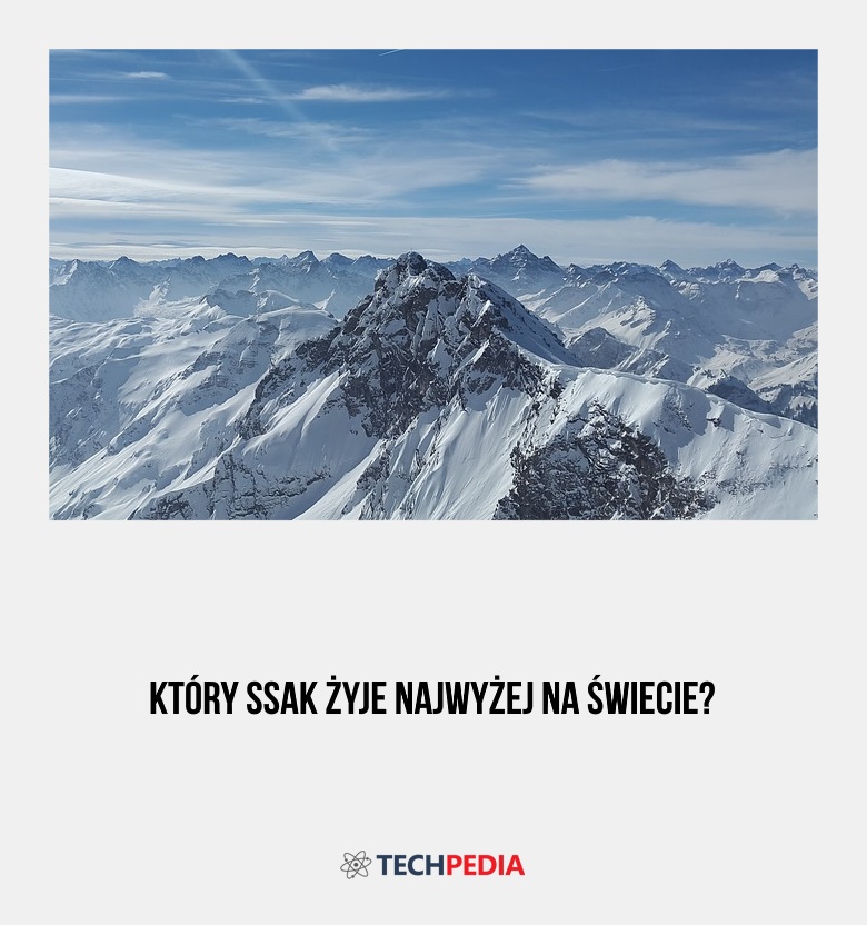 Który ssak żyje najwyżej na świecie?