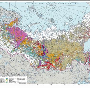 Dominujące gatunki drzew w Rosji