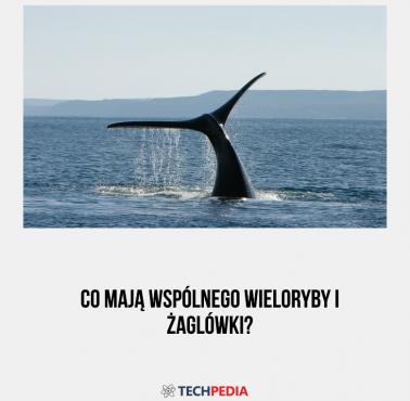 Co mają wspólnego wieloryby i żaglówki?