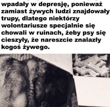 Psy też mogą mieć depresje