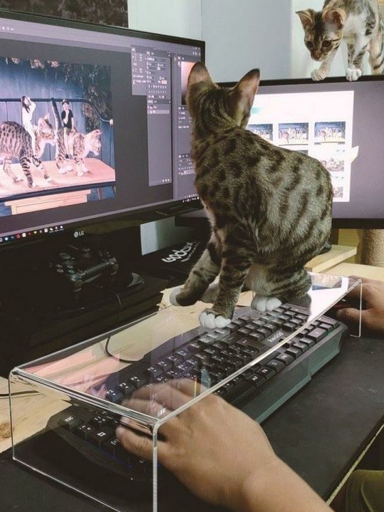 Ochrona na klawiaturę przed ... kotami