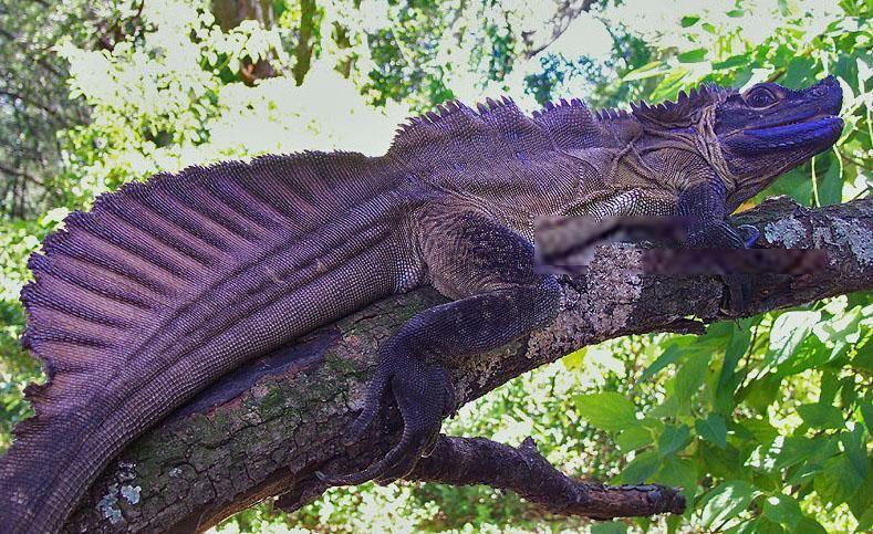 Filipińska agama żaglowa (Hydrosaurus pustulatus)