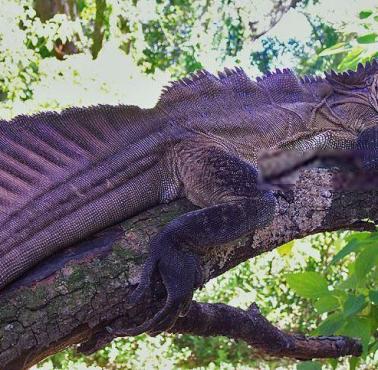 Filipińska agama żaglowa (Hydrosaurus pustulatus)