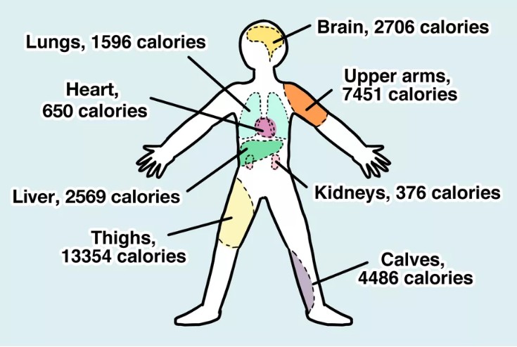 Kalorie w poszczególnych częściach ciała