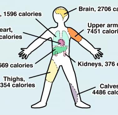 Kalorie w poszczególnych częściach ciała