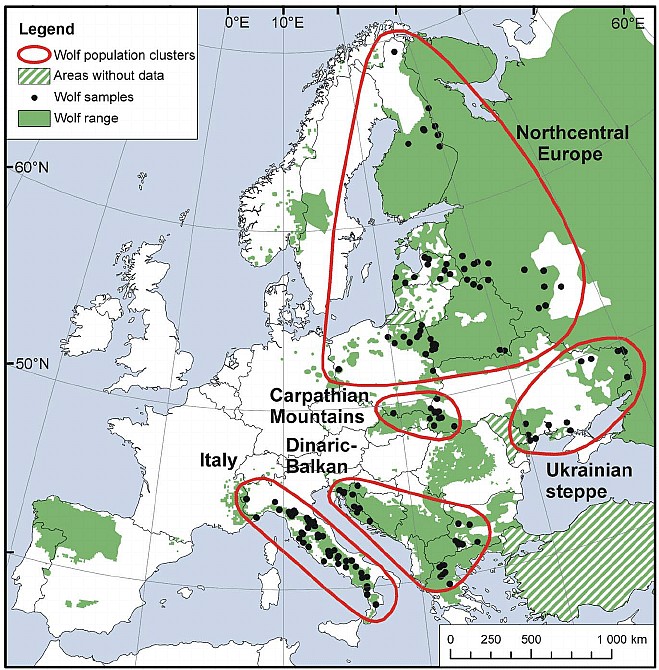 Występowanie wilków w Europie