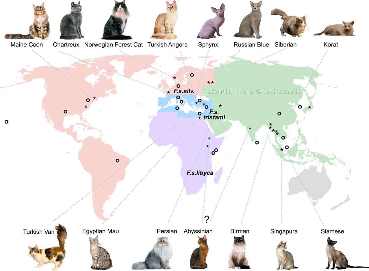 Gatunki kotów na całym świecie