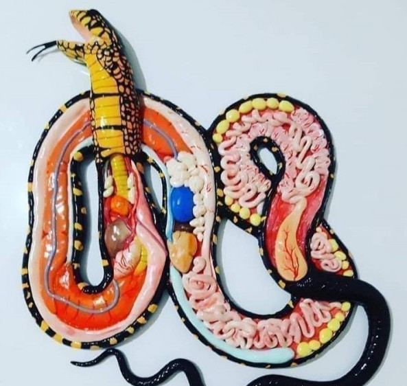Anatomia węża