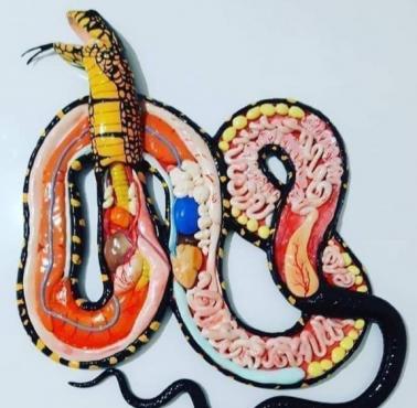 Anatomia węża