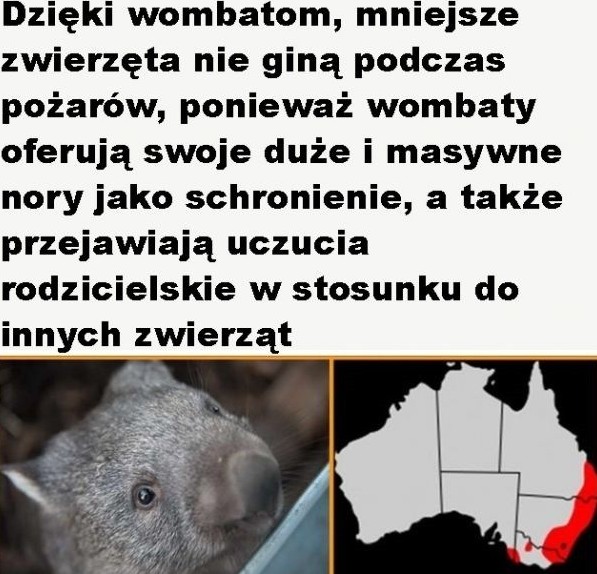 Wombaty ratują inne zwierzęta