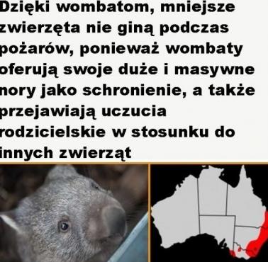 Wombaty ratują inne zwierzęta