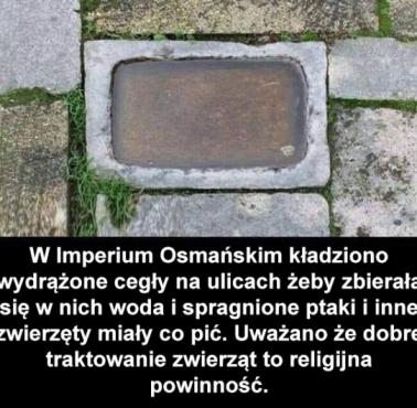 Imperium Osmańskie i nietypowe cegły dla zwierząt