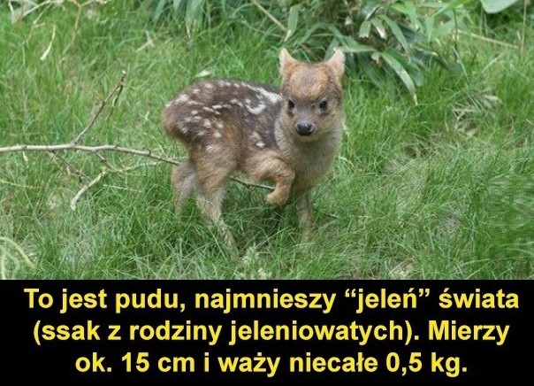 Pudu południowy (Pudu puda) – uważany za najmniejszego jelenia świata