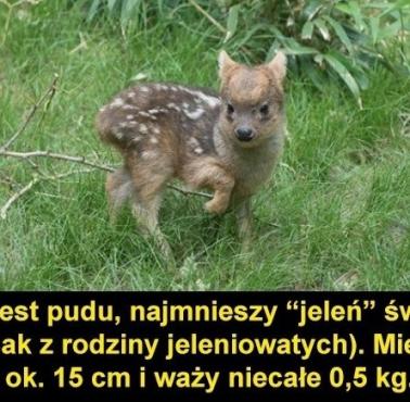 Pudu południowy (Pudu puda) – uważany za najmniejszego jelenia świata