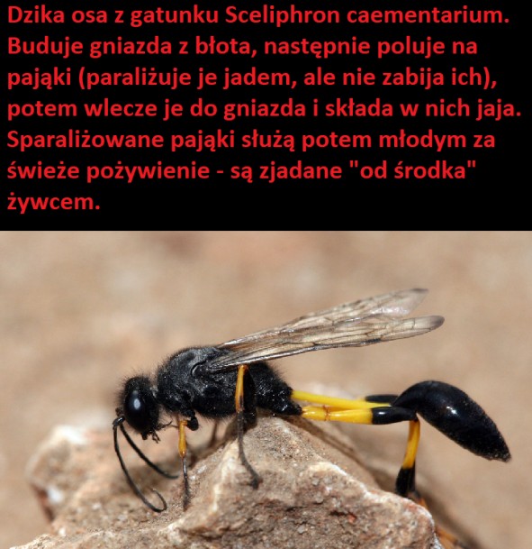 Osy z gatunku Sceliphron caementarium nie są agresywne i choć mają imponujące żądło nie są groźne dla człowieka