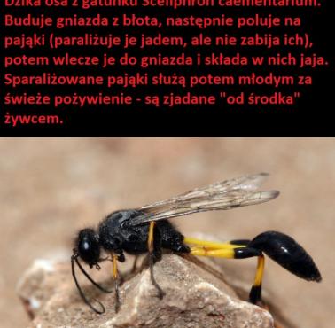 Osy z gatunku Sceliphron caementarium nie są agresywne i choć mają imponujące żądło nie są groźne dla człowieka