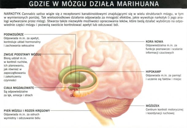 Jak działa marihuana?