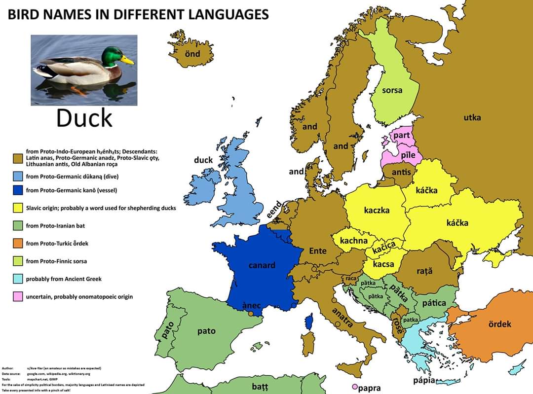 Słowo kaczka we wszystkich językach europejskich